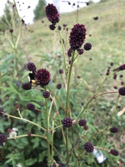 Sanguisorba officinalis