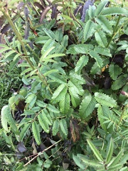 Sanguisorba officinalis