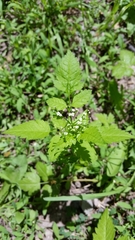 Osmorhiza occidentalis