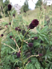 Sanguisorba officinalis