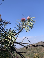 Protea curvata