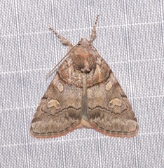 Cosmia praeacuta
