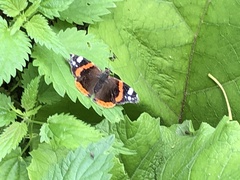 Vanessa atalanta