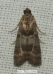 Actrix nyssaecolella