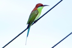 Merops americanus