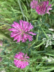 Trifolium medium