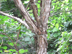 Betula dauurica