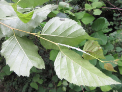 Betula dauurica