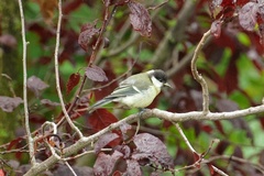 Parus major