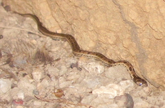 Oligodon taeniolatus