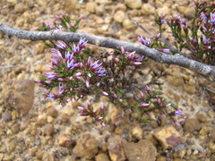 Andersonia caerulea