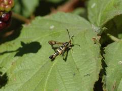 Synanthedon bibionipennis