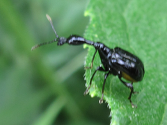 Cycnotrachelus cyanopterus
