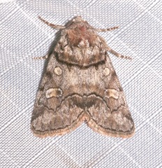 Cosmia praeacuta