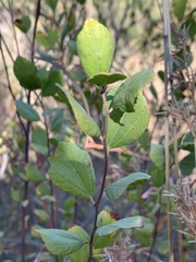 Grewia vernicosa