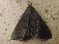 Pyrausta fuliginata