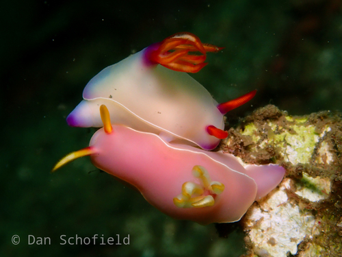 Bullock's Hypselodoris