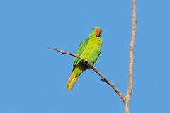 Tanygnathus lucionensis