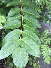Rhus typhina