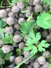 Coprinellus