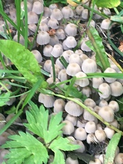 Coprinellus