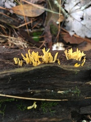 Tremellomycetes