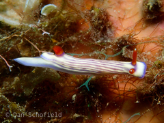 Hypselodoris whitei