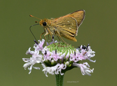 Hesperia attalus slossonae