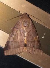 Thyas coronata