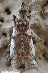 Amyelois transitella