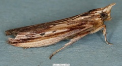 Ancylostomia stercorea