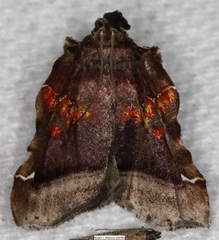 Clydonopteron sacculana