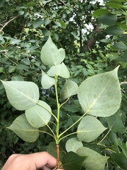 Populus balsamifera