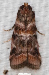 Dioryctria pygmaeella