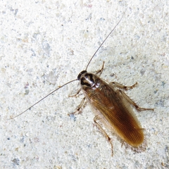 Johnrehnia solida