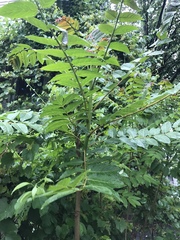 Rhus typhina