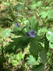 Geranium krylovii