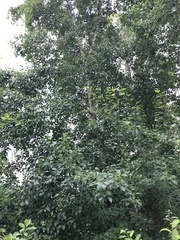 Populus balsamifera