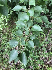Populus balsamifera