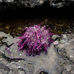 Purple Sea Urchin