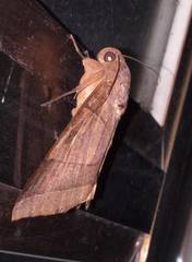 Thyas coronata