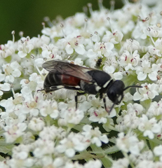 Hylaeus variegatus