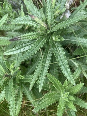 Cirsium serratuloides