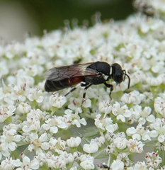 Hylaeus variegatus