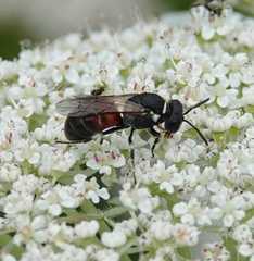 Hylaeus variegatus