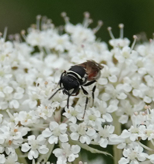 Hylaeus variegatus