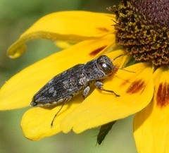 Chrysobothris femorata
