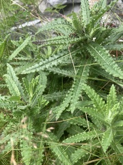 Cirsium serratuloides