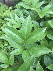 Paeonia officinalis