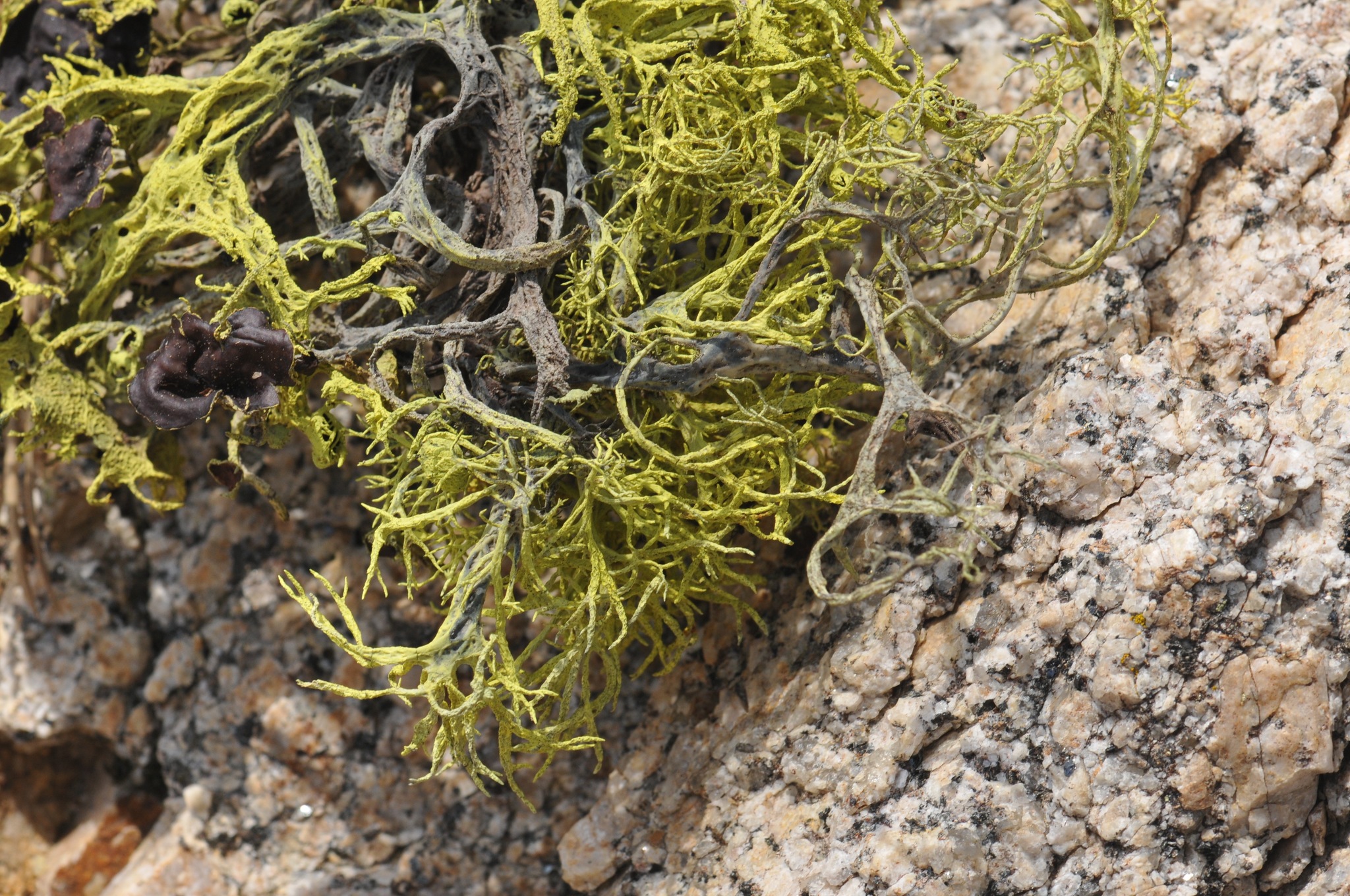 Letharia columbiana image